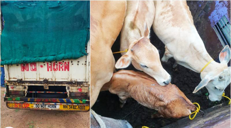 कत्तलीसाठी जाणाऱ्या सहा जनावरांची चारचाकी गाडीतून सुटका