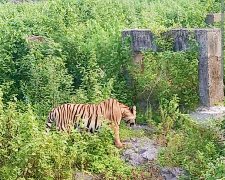   भद्रावती  पट्टेदार वाघाचा कचराळा परिसरात धुमाकूळ : ग्रामस्थ दहशतीत      वाघाचा बंदोबस्त करण्याची वन विभागाकडे ग्रामस्थांची मागणी