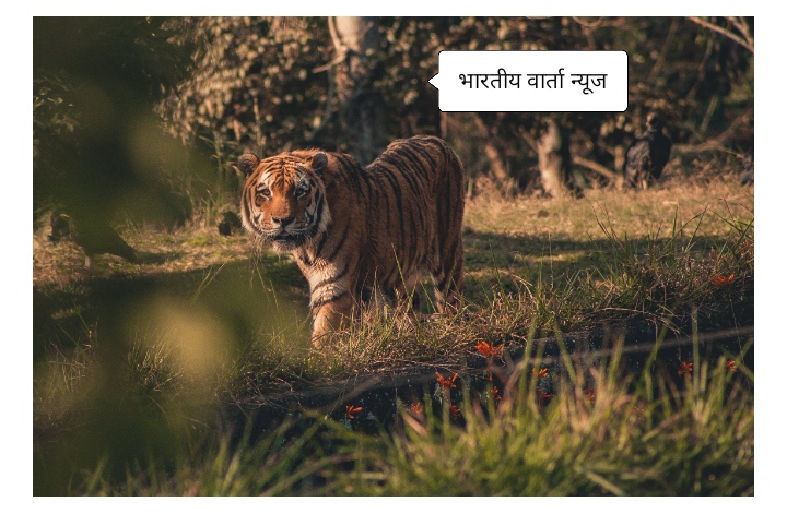 *वाघाच्या हल्यात महिला ठार*